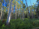photo thumbnail #1