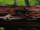 photo thumbnail #15