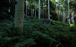 photo thumbnail #3