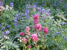 photo thumbnail #3