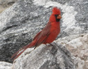 photo thumbnail #3