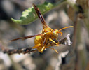 photo thumbnail #10