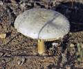 photo thumbnail #15
