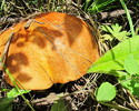 photo thumbnail #1