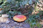 photo thumbnail #4