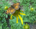 photo thumbnail #8