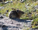 photo thumbnail #4