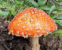 photo thumbnail #2