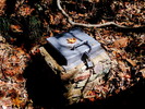 photo thumbnail #12