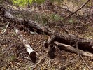 photo thumbnail #9