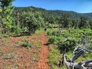 photo thumbnail #6