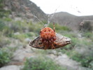 photo thumbnail #14