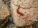 photo thumbnail #9