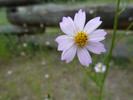 photo thumbnail #1
