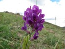 photo thumbnail #13