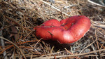photo thumbnail #3