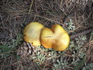 photo thumbnail #7