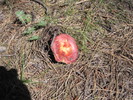 photo thumbnail #8
