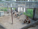 photo thumbnail #7