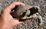 photo thumbnail #10