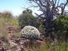 photo thumbnail #4