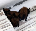 photo thumbnail #11