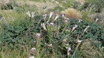 photo thumbnail #12
