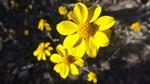 photo thumbnail #12