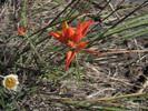photo thumbnail #2