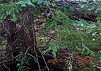 photo thumbnail #6