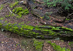 photo thumbnail #9
