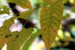 photo thumbnail #6