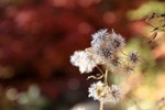 photo thumbnail #14