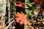 photo thumbnail #15
