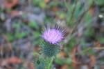 photo thumbnail #13