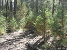 photo thumbnail #7