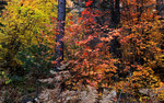 photo thumbnail #13