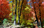 photo thumbnail #8