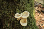 photo thumbnail #1