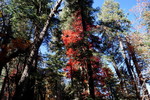 photo thumbnail #15