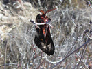 photo thumbnail #8