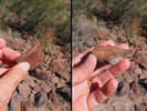 photo thumbnail #3
