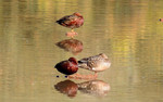 photo thumbnail #10