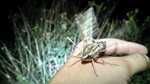 photo thumbnail #4