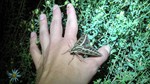 photo thumbnail #5