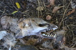 photo thumbnail #7
