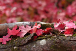 photo thumbnail #14