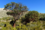 photo thumbnail #5