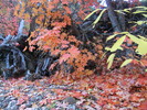 photo thumbnail #5