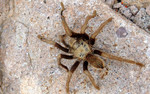 photo thumbnail #9